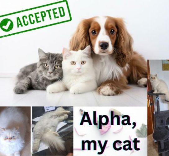 Animaux acceptés dans la location